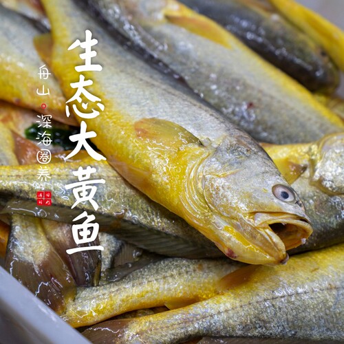 [热气]舟山生态大黄鱼各种规格