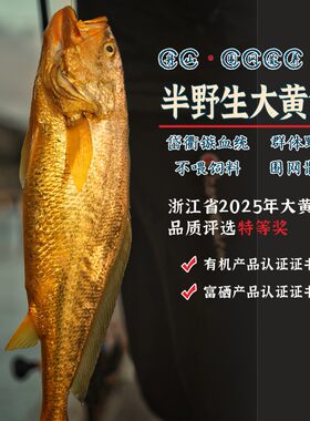 闹妈海鲜 舟山围栏野化大黄鱼/葱油即可/ 肉质蒜瓣粒/按条卖