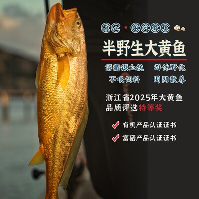 闹妈海鲜 舟山围栏野化大黄鱼/葱油即可/ 肉质蒜瓣粒/按条卖