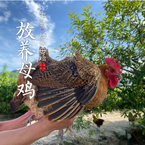 【闹妈】海岛原生态山地放养成年老母鸡