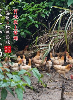 海岛原生态山地放养小草鸡