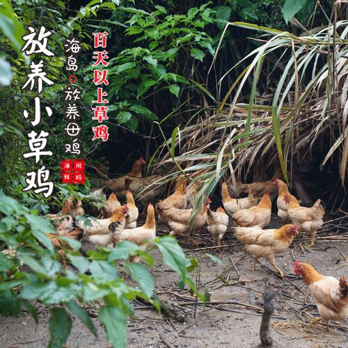 海岛原生态山地放养小草鸡