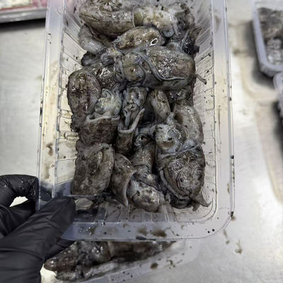 【闹妈海鲜】[好的鱼/虾]捡漏好货/小船鱼货捕捞少/各种规格