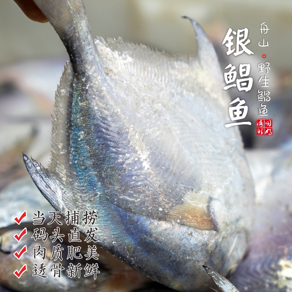 【闹妈海鲜】[鲜冻]舟山银鲳鱼1斤3条款/1斤4条款 各种规格