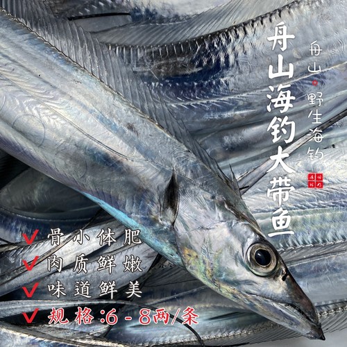 【闹妈】[热气]舟山海钓带鱼钓带 各种规格
