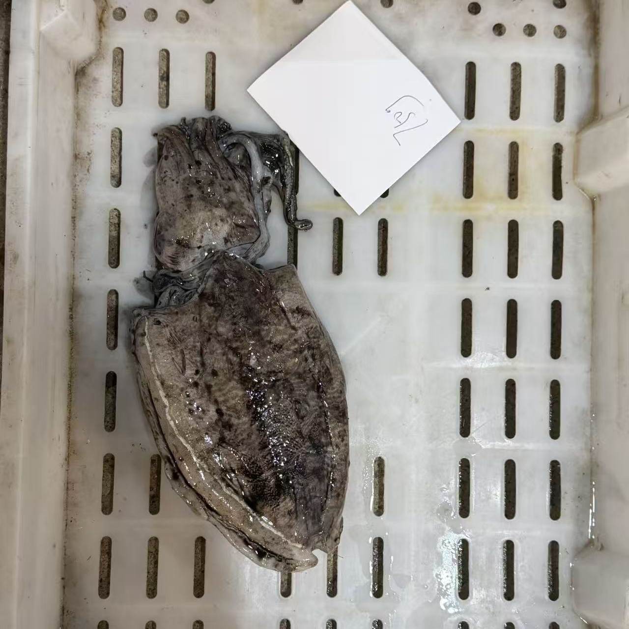 【闹妈海鲜】[好的鱼/虾]捡漏好货/小船鱼货捕捞少/各种规格,水产肉类/新鲜蔬果/熟食,斑鱼,淘宝优惠券,粉丝福利购,淘宝优惠卷