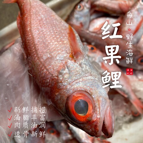 【闹妈海鲜】[鲜冻]舟山海捕深海红果鲤各种规格 等