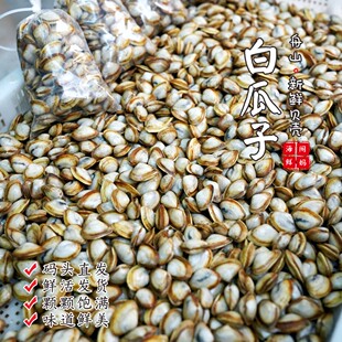 【闹妈海鲜】【热气】新品舟山海鲜 贝类 新鲜白瓜子 300g/份