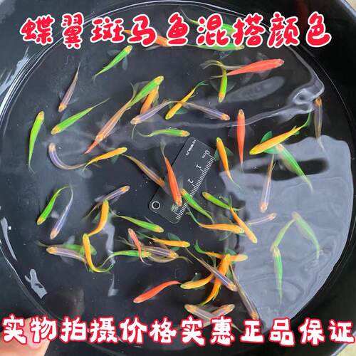蝶翼斑马小型淡水热带鱼