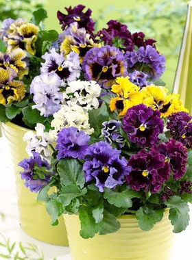 进口皱边三色堇种子 春播四季室内阳台盆栽秋播易种花园花卉 花籽