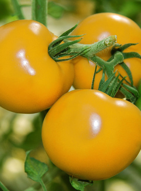 黄贵妃番茄种子菜园大田柿子种籽黄色西红柿种孑大果春季蔬菜种籽