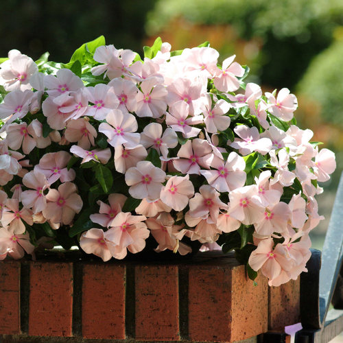 进口垂吊长春花种子满19元包邮