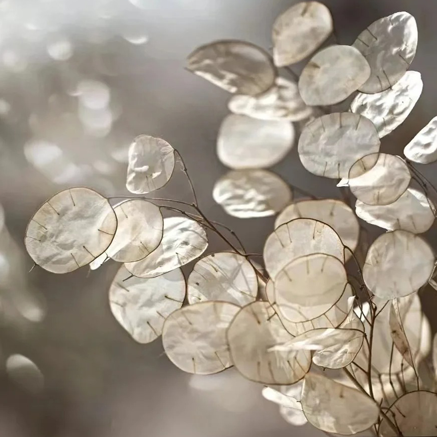 银扇草种子50粒满19元包邮