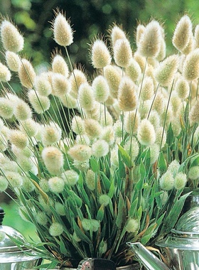 进口兔尾草种子 泛美 室内阳台四季盆栽室外花园地栽好种花卉种子