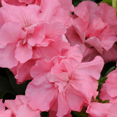 进口重瓣矮牵牛种子二重唱系列