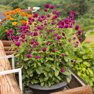 矮千日红种子200粒 好养活花籽室外阳台盆栽春秋易播种花种子