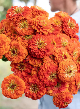 进口切花百日草种子 天才系列 重瓣耐热庭院阳台盆栽室外花卉种子