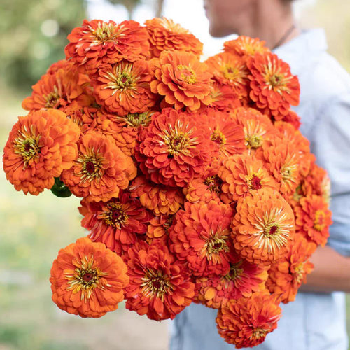 进口切花百日草种子天才系列