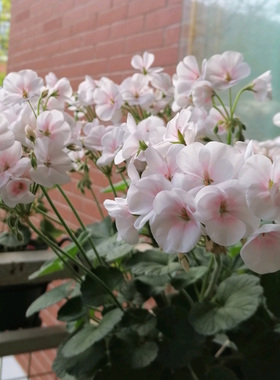 进口天竺葵种子 四季春播花开不断室内阳台盆栽易种花卉种子 花籽