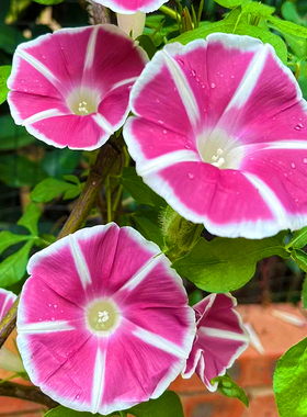 大牵牛花种子 喇叭花 爬藤花卉室外春季易种阳台室内盆栽播种花籽