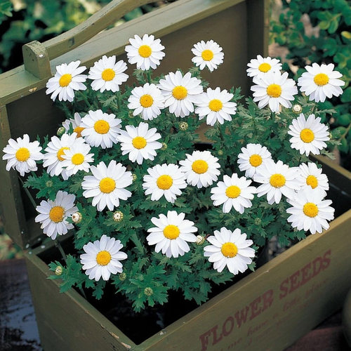 进口白晶菊种子雪地白色