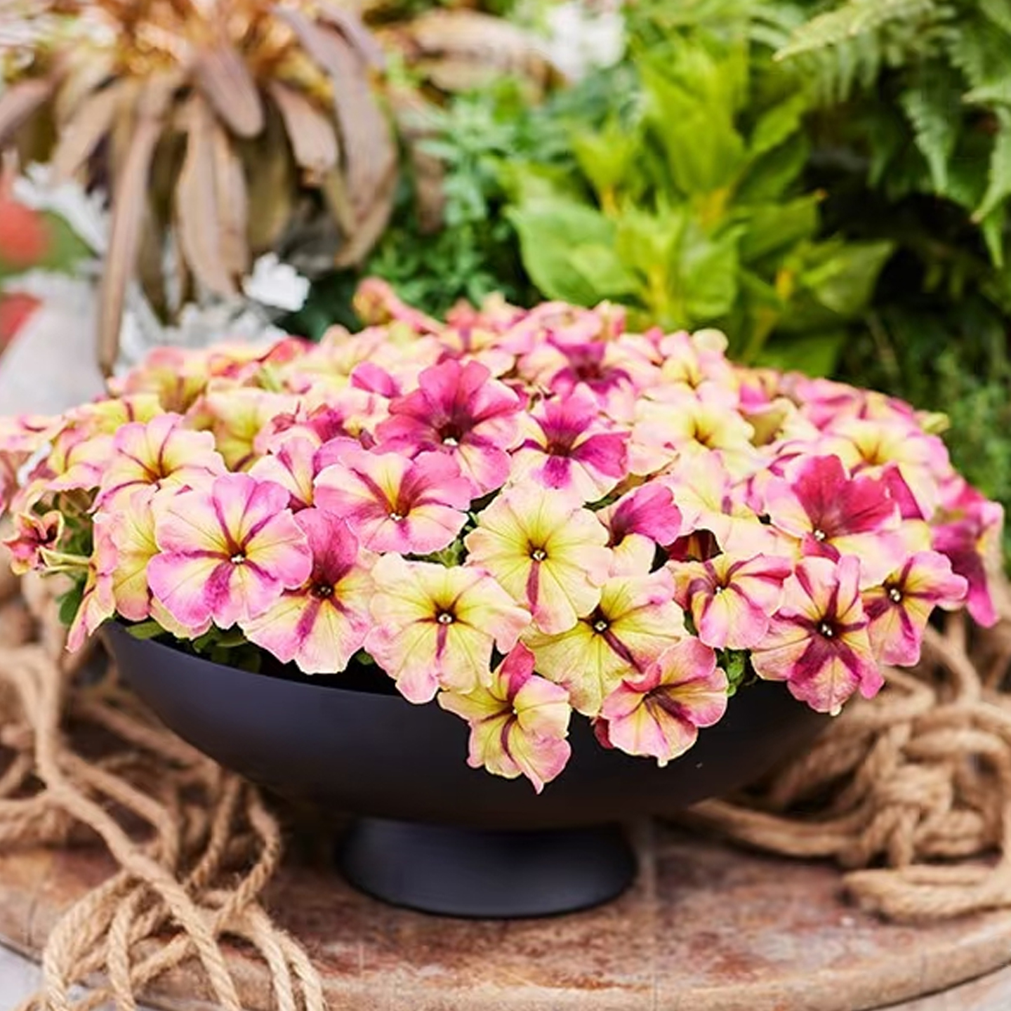 进口矮牵牛种子慢摇系列