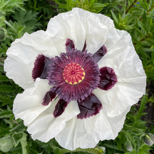 进口东方虞美人种子舞曲系列室外春秋季室内阳台四季宿根花卉种子