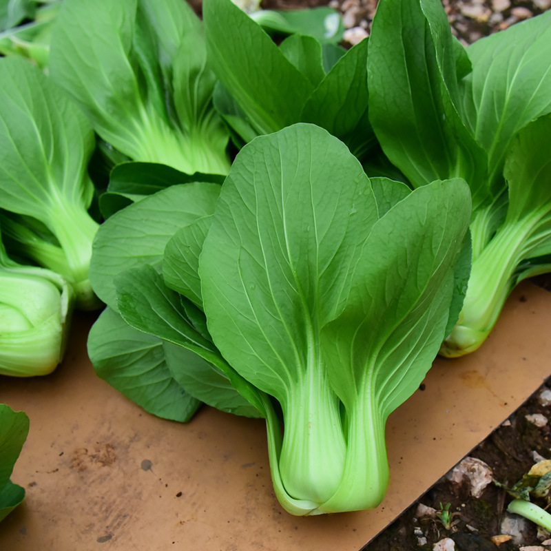 油菜种子紫色上海青高脚小油菜籽鸡毛菜室内阳台春播盆栽蔬菜种子