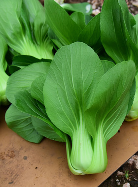 油菜种子紫色上海青高脚小油菜籽鸡毛菜室内阳台春播盆栽蔬菜种子