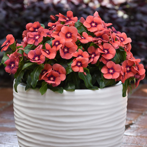 进口泛美长春花种子刺青系列