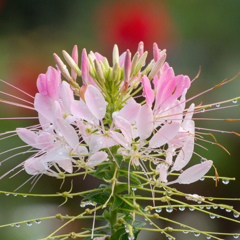 醉蝶花种子1000粒室外花园春秋季好发芽易播花卉种籽室内阳台盆栽