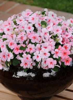 进口非洲凤仙种子 四季春秋播办公室内阳台盆栽易种花卉种子 花籽