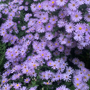 高山紫菀种子1200粒春秋季播高岭紫苑花籽多年生宿根室外阳台盆栽