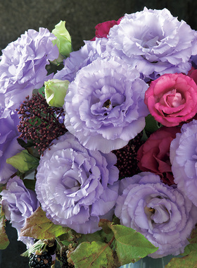 进口洋桔梗种子 四季春播秋季室内阳台盆栽花园易种春季花卉 花籽