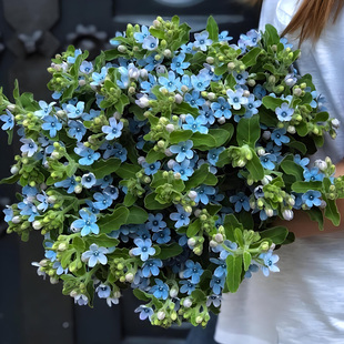 蓝星花种子春季四季室内阳台室外花园露台多年生宿根花卉种子花籽