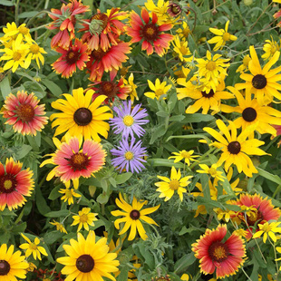 室外花境花坛室内阳台露台盆栽花种籽 秋季 野花组合种子300粒 春季