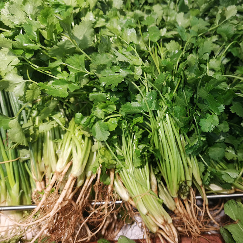 四季速生大叶香菜种子满9元包邮