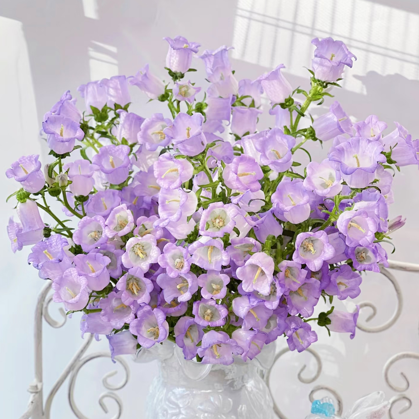 进口切花风铃草花种子