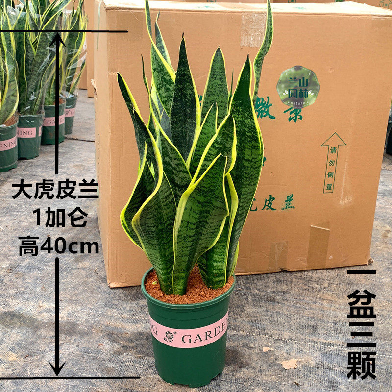 金边虎皮兰荷花兰室内绿植盆栽客厅桌面办公室除甲醛净化空气耐旱