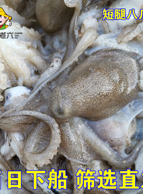 新鲜海鲜短腿八爪鱼小章鱼