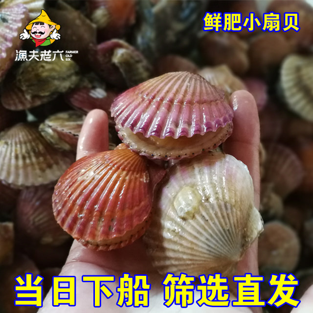 渤海渤海水产当天扇贝鲜活粉丝