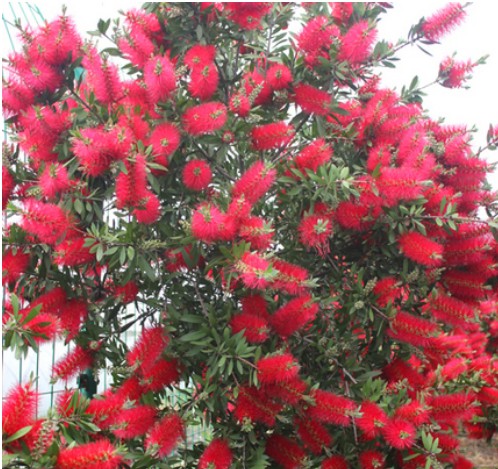 庭院花镜植物细叶盆栽