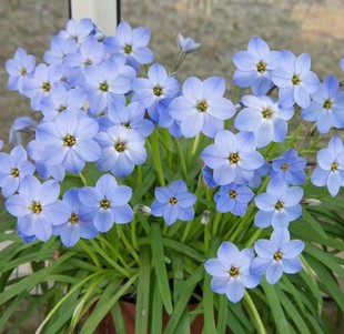 韭兰，春日开花的小精灵 多年生小球根，越长越多容易养阳台植物