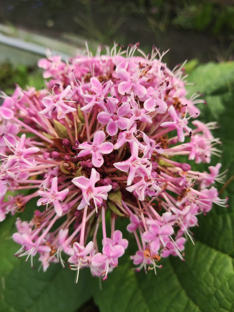 烟火花 植物花卉苗 花开如烟火飞舞 美观易种 耐寒耐热 小苗