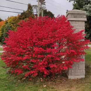 多年生耐寒耐热观叶植物火焰卫矛盆栽庭院阳台彩叶花卉冬季颜色红