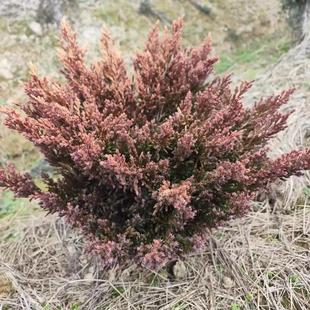 彩色针叶柏类之火云刺柏