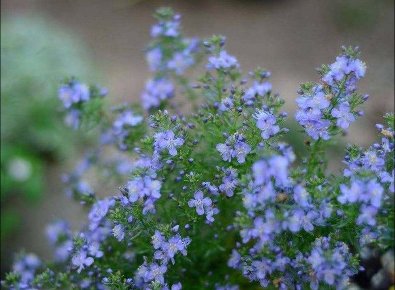 多年生 花园地被植物 地肤 蓝色哈密瓜 开温柔的蓝色小花 中苗