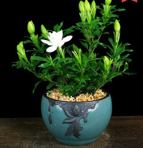 雀舌植物庭院强香栀子花