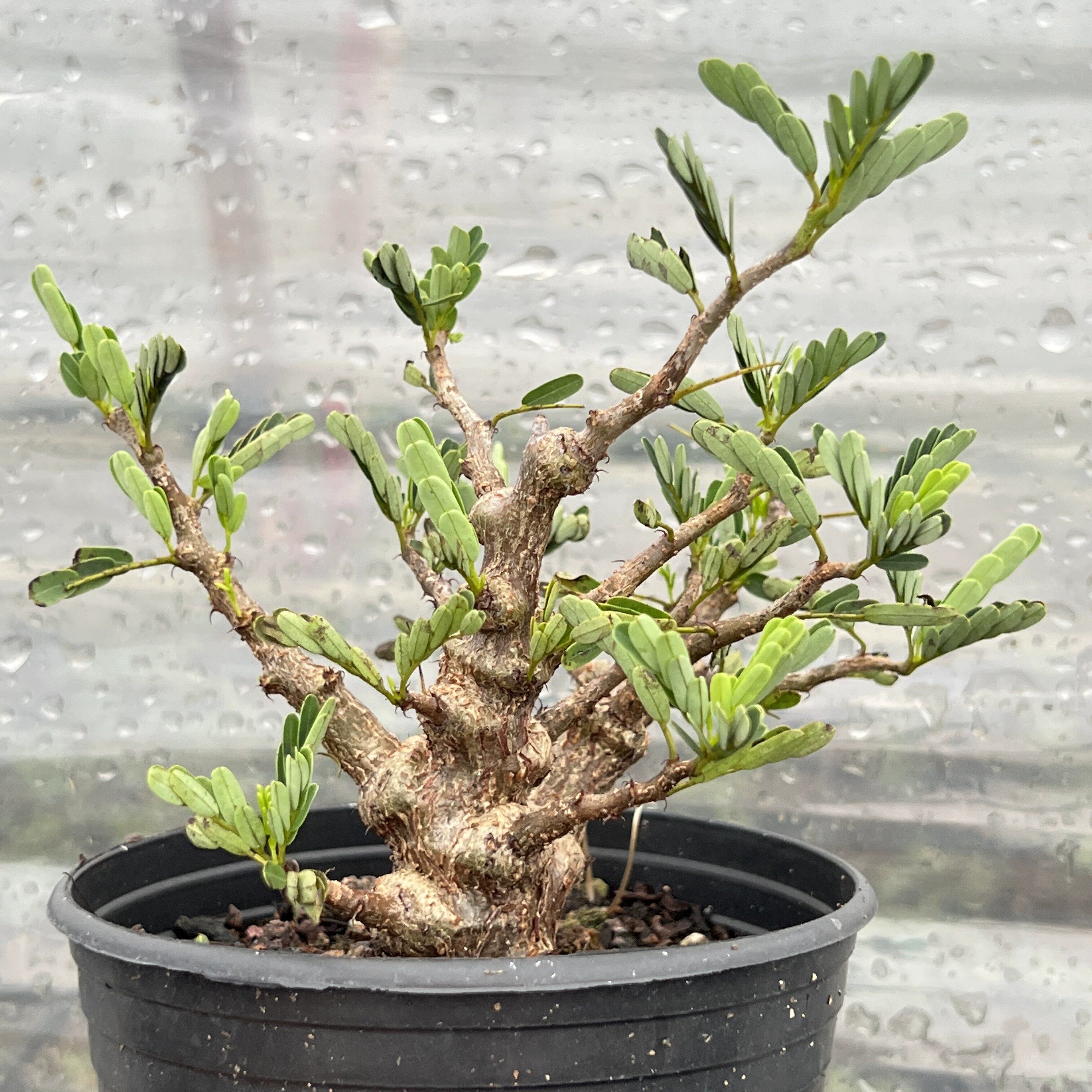 沙漠苏木矮霸爆瘤款 块根多肉植物 15公分盆栽种 状态好  包邮
