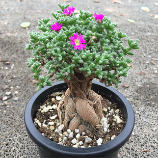 姬红小松 块根多肉植物 开花多肉 办公室 窗台家庭植物 满28包邮
